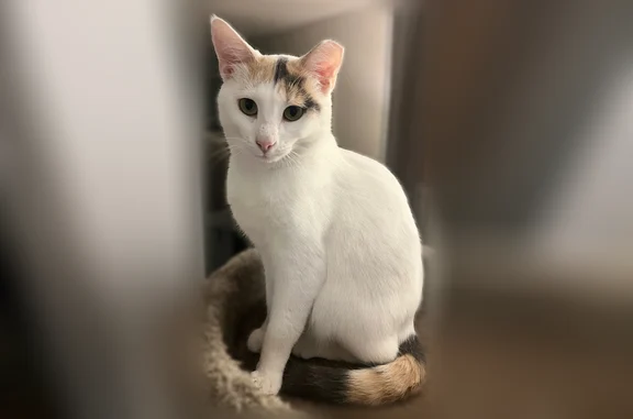 Lost pets Canton, photo: Lost cat, Vaughn Road, 6042, Canton - mostly white with orange and black markings