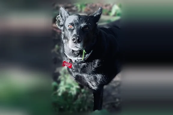 Lost dog, Adair Avenue Southeast, 208, Atlanta - female, black German Shepherd with rainbow collar - photo