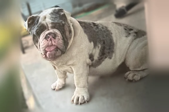 Lost pets Detroit, photo: Lost dog, John R Street, 4646, Detroit