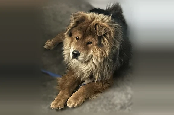 Lost dog, Bob Hope Drive, 7010, Horizon City - chow chow, named Simba - photo