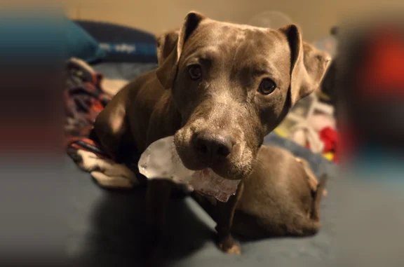 Lost dog, female, Old Salem Road, 1145, Watkinsville, Athens — blue pit with white chest - photo