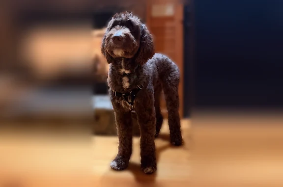 * Chocolate brown coat * White patch on chest * White on the chin/muzzle area * Some lighter tan coloring around the tail and legs * Long fluffy tail * Long curly floppy ears * Lean/tall build with long legs * Wearing a black harness * Very friendly/teddy bear look