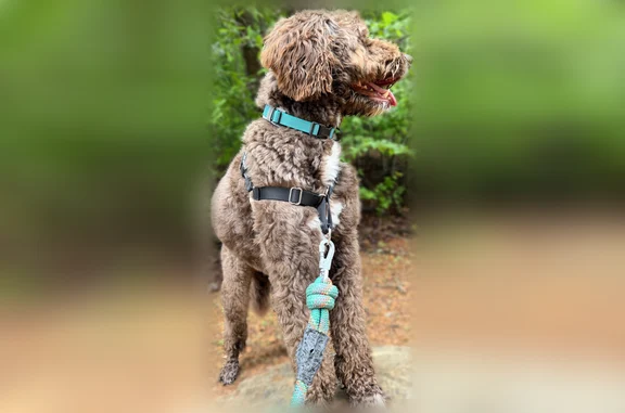 Lost dog, Hemlock Trail, 83, Blue Ridge, Blue Ridge - male Borderdoodle Charlie - photo