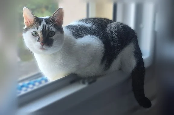 Animaux perdus Chambly, photo: Perdu chat femelle, Impasse l'Ancien Moulin, 482, Chambly - tigrée au dos et aux pattes
