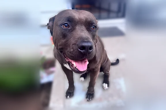 Lost pets Bridgeton, photo: Lost dog, Buckshutem Road, 658, Bridgeton - female