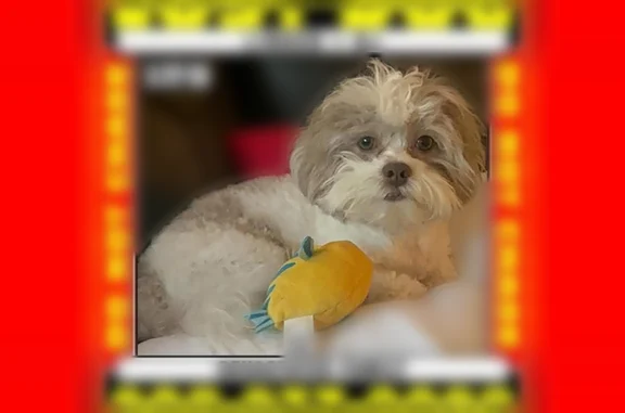 Lost dog, East Price Street, 314, Linden, Neshanic Station - male - photo