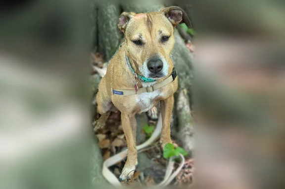 Lost dog, West Belmar Place, 1613, North College Hill - female, tan short-haired mix - photo