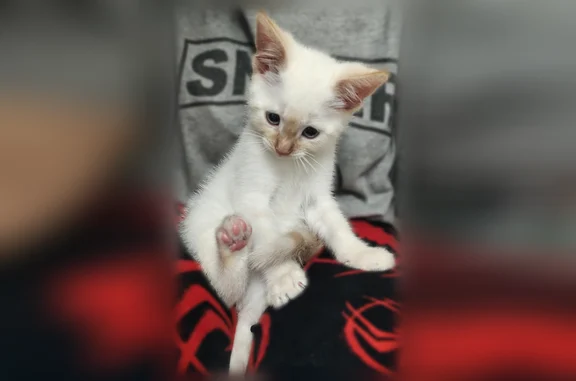 Lost cat, West Hull Street, 1208, Denison, Sherman - male - 7 weeks old - photo