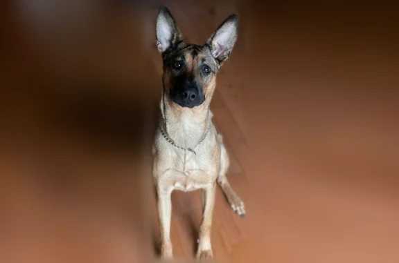 Lost dog, Chesterfield Avenue, Colonial Heights, Richmond - female, short-haired German Shepherd lookalike - photo