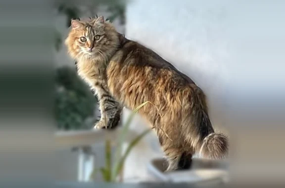 Animaux perdus Paris, photo: Chat perdu mâle, Rue René Etiemble, Montpellier - pelage tigré et collier bleu