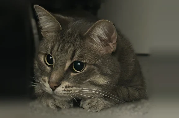 Lost cat, Surrey Lane, 229, Lake Angelus - friendly grey male cat Ace - photo