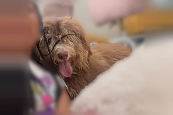 Missing dog Cincinnati, photo: Lost dog, Brewster Avenue, 1840, Cincinnati - big fluffy male