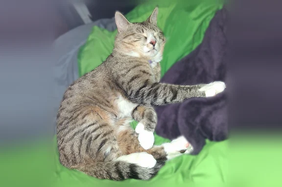 Lost cat, Doxtator Road, 3562, Durhamville - gray, white, and black tabby - photo