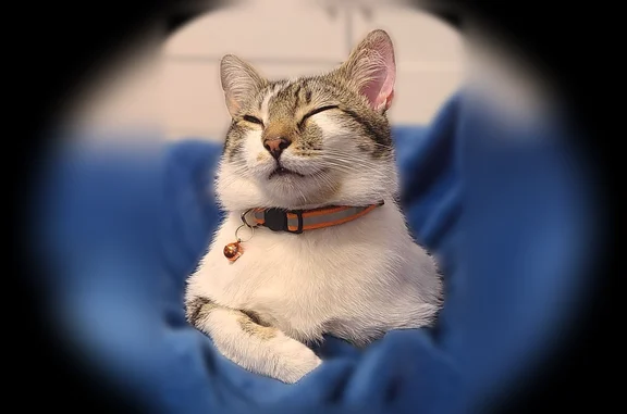 Lost cat, East 56th Street, 222, Brooklyn - male, mostly white with tabby patches - photo