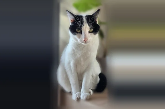Animaux perdus Bordeaux, photo: Chat perdu mâle, Route de Maisonfort, Royan, Bordeaux - blanc à tâches noires