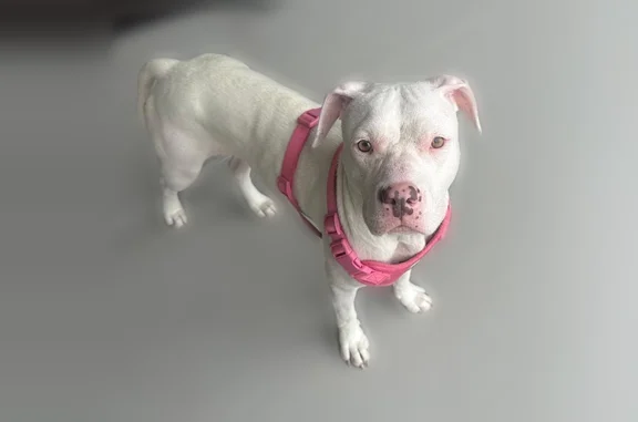 Lost and found pets USA, photo: Lost dog, Alicia Terrace, 42642, Ashburn - female - white pitbull, pink harness, deaf