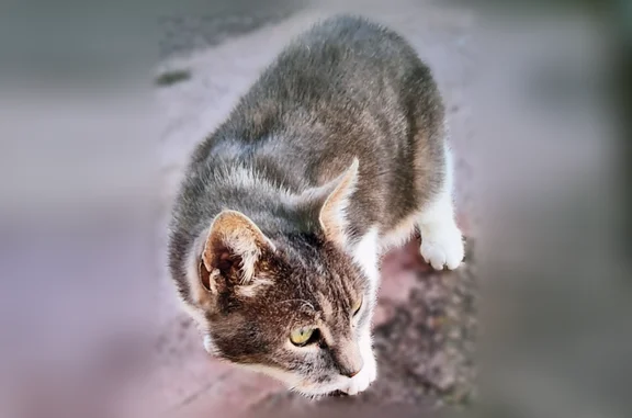 Animaux trouvés Marseille, photo: Chat trouvé mâle, Arrondissement de Rochefort, France, Marseille