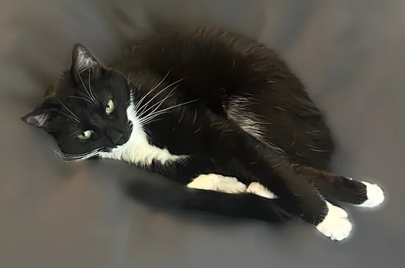 Lost pets Indianapolis, photo: Lost cat, East 47th Street, 8412, Indianapolis - female tuxedo cat with white paws and white neck