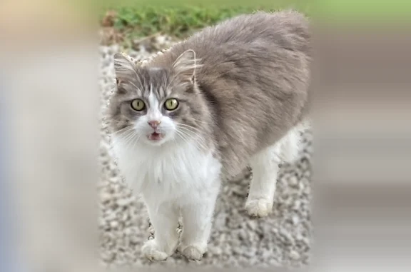 Animaux trouvés Aizenay, photo: Chat trouvé, Rue des Judices, 40, Aizenay - sociable
