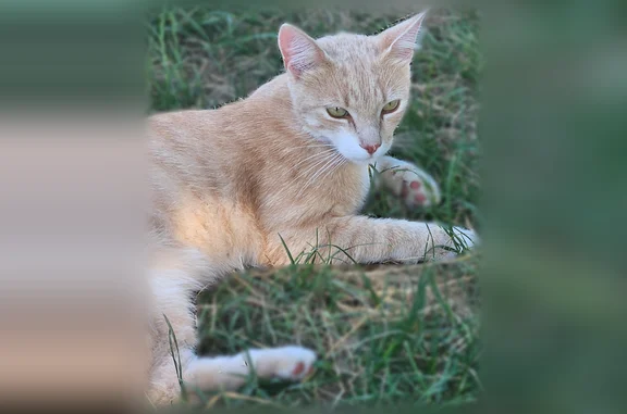Animaux trouvés Mérignac, photo: Chat trouvé, Pessac, Nouvelle-Aquitaine, Mérignac - jeune, maigre, cherche le contact social
