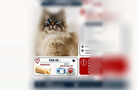 Chat perdu, Amiens, photo: Chat perdu mâle, Rue des Ogiers, Croix, Amiens - yeux bleus, peureux