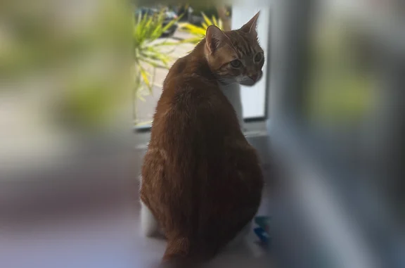Animaux perdus Quimper, photo: Chat perdu mâle, Rue Monseigneur Duparc, 17, Quimper - tache marron sur la patte arrière droite