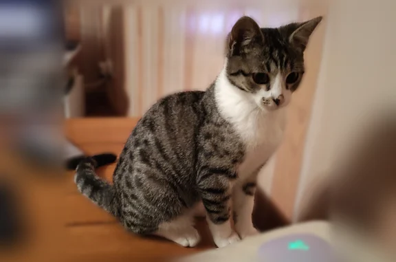 Chat perdu mâle, Rue Gambetta, Rostrenen, Quimper - type européen, petit et mince - photo