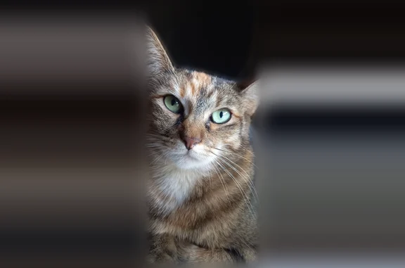 Chat perdu femelle, Rue du Docteur Émile Roux, 5, Compiègne - grande et longue, tigrée flamme rousse sur la tête - photo