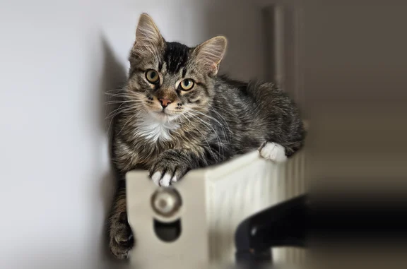 Animaux perdus Paris, photo: Chat perdu mâle, Rue de Baraban, 16, Maringues, Paris - 9 mois, non castré