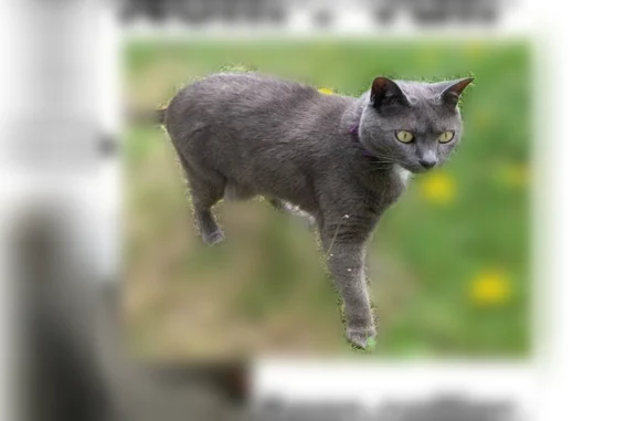 Animaux perdus Paris, photo: Chat perdu, femelle, Rue Marion Cahour, Rezé, Paris - collier retrouvé, tatouée