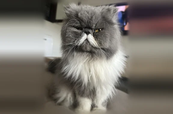 Chat perdu, Paris - femelle, très peureuse et craintive - photo