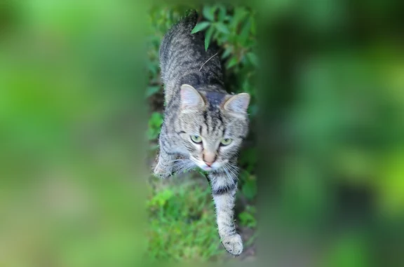 Animaux trouvés Amiens, photo: Chat trouvé, Rue Arthur Rimbaud, 48, Amiens - mâle, très sociable