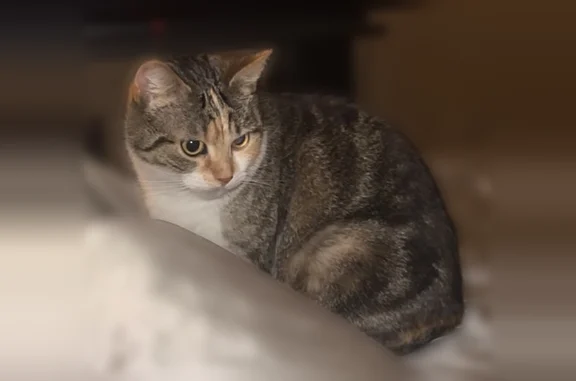 Chat perdu, Lanester, photo: Chat perdu femelle, Rue Rosa Parks, 3, Lanester - rousse tigrée et blanche