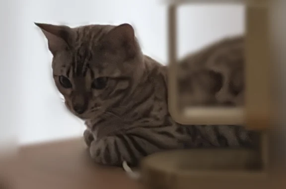 Animaux perdus Goussainville, photo: Chat perdu mâle, Boulevard Roger Salengro, Goussainville - très sociable et câlin