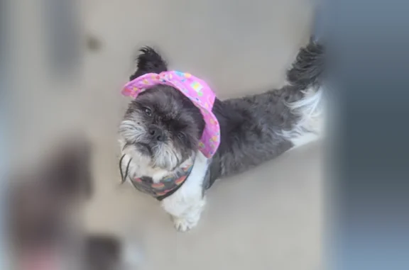 Lost dog, Hayes Street, 2200, Gary - photo