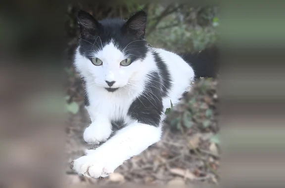 Lost cat, Lynnwood Circle, 6409, Milton, Albany — male, black nose - photo