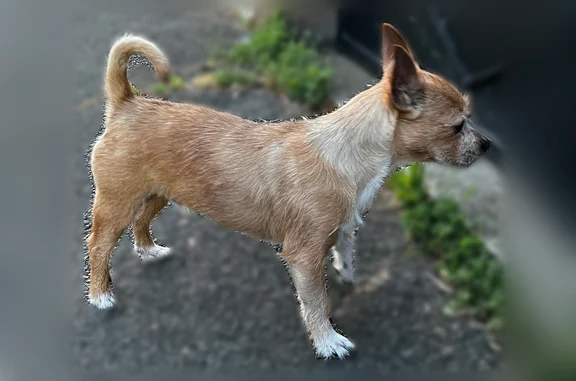 Animaux trouvés Paris, photo: Chien trouvé mâle, Rue Guy Môquet, Sartrouville, Paris - petit, sans collier