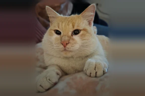 Chat perdu, Paris, photo: Chat perdu mâle, Rue d'Artois, 147, Lille, Paris — yeux bleus, collier bleu en cuir