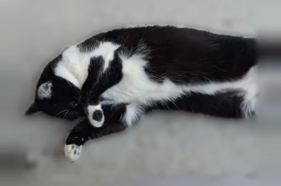 Chat perdu, Leers, photo: Chat perdu femelle, Rue Voltaire, Leers - noir avec pattes blanches