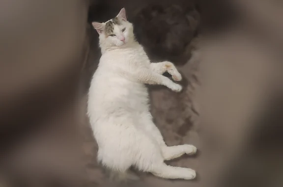 Chat perdu mâle, Route de Sévigny, Argentan, Paris - blanc, queue touffue grise - photo