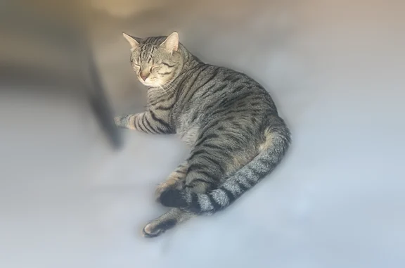 Animaux perdus Lyon, photo: Chat perdu mâle, Rue des Castors, 29, Nangis, Lyon - très peureux