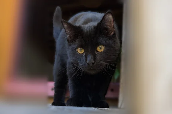 Animaux perdus Toulon, photo: Chat perdu, Mâcon, Bourgogne-Franche-Comté, Toulon - mâle, noir avec collier rouge