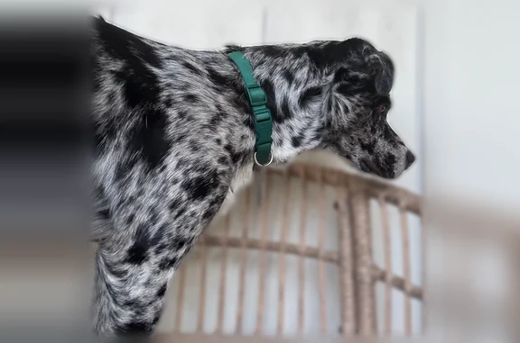 Lost dog, Dianna Drive, 190, Graham - male, blue or green collar - photo