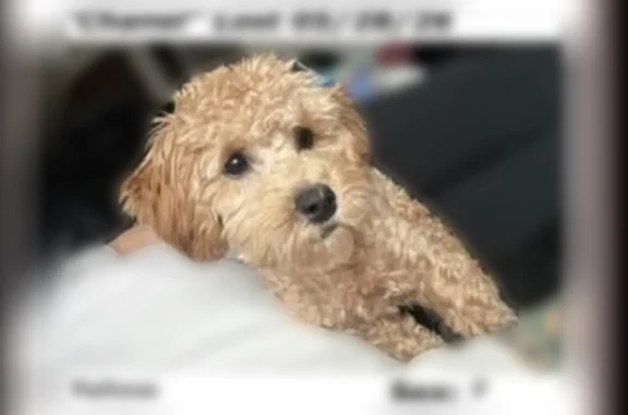 Lost female dog, North Baker Street, 647, Stockton, Rocklin - baby, indoor-only, not fully vaccinated - photo