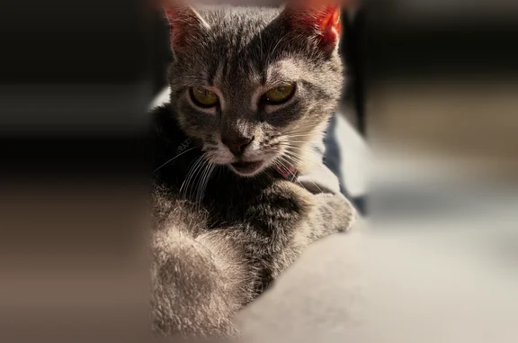 Lost cat, Allegheny Avenue, 4721, Dayton, Columbus - female, smaller and thinner, no collar - photo