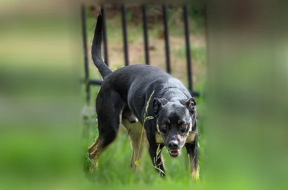 Found dog Billings, photo: Found dog, Amendment Circle, 1162, Billings - very sweet young male