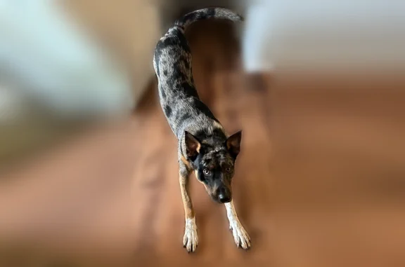 Lost dog, East 3rd Street South, 11617, Tulsa - male, one eye half colored - photo