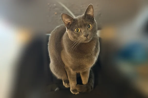 Animaux perdus Savigny-sur-Orge, photo: Chat perdu mâle, Rue Alfred de Musset, 12, Savigny-sur-Orge - craintif