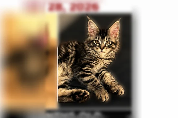 Lost cat, Princeton Place, 3717, Portsmouth, Ashburn - female, silver black tabby Maine Coon, 6 months old - photo