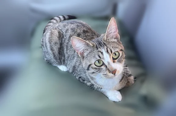 Lost cat, West Powell Boulevard, 2700, Gresham - female tabby - photo